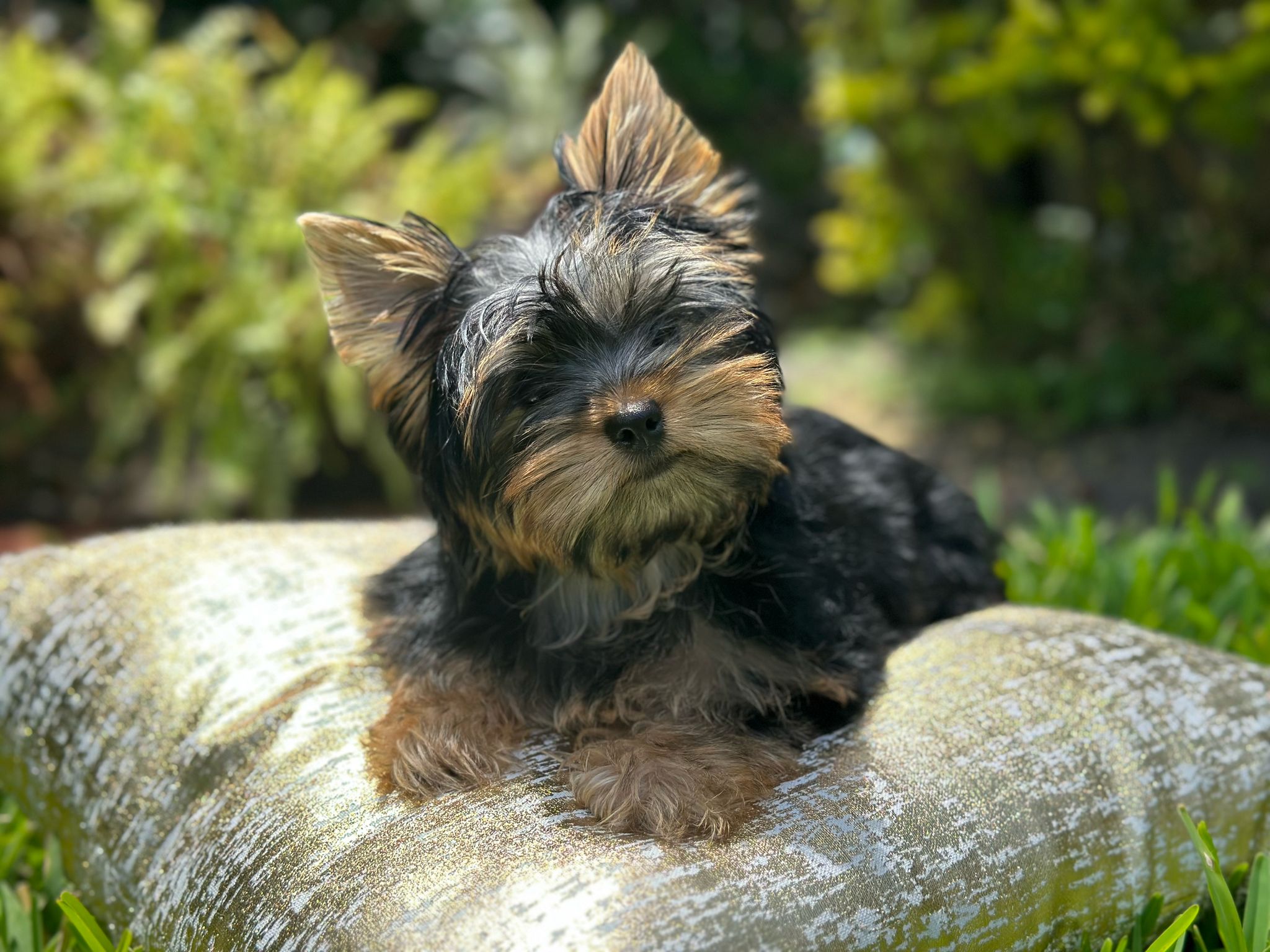 Yorkie Yorkie