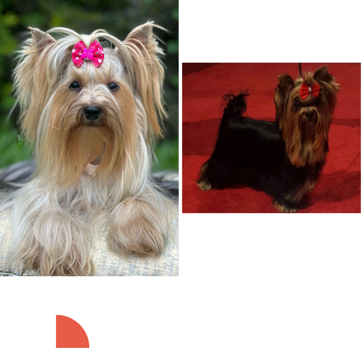 puppy-puppy puppy