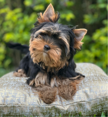 puppy_i puppy