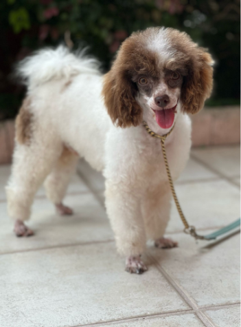 puppy_i_ puppy